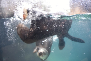 Filename=DSC_3750.JPG
Filesize=15734KiB
Dimensions=7360x4912
Date added=May 07, 2021 DSC_3750.JPG