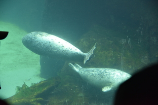 Filename=DSC_3755.JPG
Filesize=16032KiB
Dimensions=7360x4912
Date added=May 07, 2021 DSC_3755.JPG