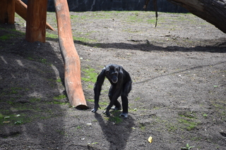 Filename=DSC_3772.JPG
Filesize=23892KiB
Dimensions=7360x4912
Date added=May 07, 2021 DSC_3772.JPG