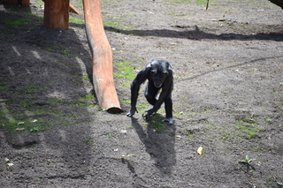 Filename=DSC_3773.JPG
Filesize=25980KiB
Dimensions=7360x4912
Date added=May 07, 2021 DSC_3773.JPG