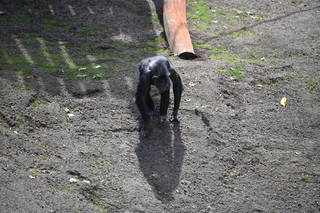 Filename=DSC_3775.JPG
Filesize=27603KiB
Dimensions=7360x4912
Date added=May 07, 2021 DSC_3775.JPG