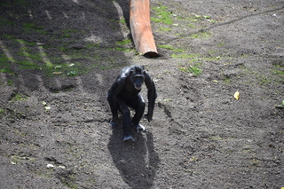 Filename=DSC_3776.JPG
Filesize=27221KiB
Dimensions=7360x4912
Date added=May 07, 2021 DSC_3776.JPG