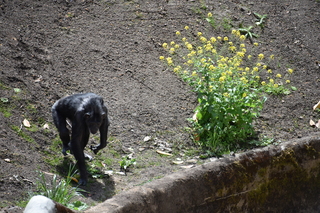 Filename=DSC_3777.JPG
Filesize=26848KiB
Dimensions=7360x4912
Date added=May 07, 2021 DSC_3777.JPG