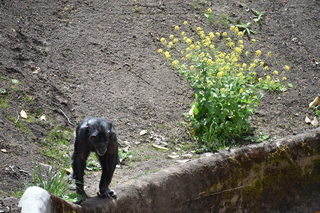 Filename=DSC_3778.JPG
Filesize=25824KiB
Dimensions=7360x4912
Date added=May 07, 2021 DSC_3778.JPG