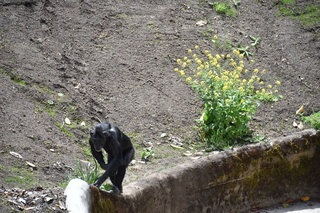 Filename=DSC_3779.JPG
Filesize=25248KiB
Dimensions=7360x4912
Date added=May 07, 2021 DSC_3779.JPG