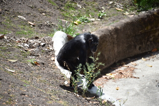 Filename=DSC_3781.JPG
Filesize=20264KiB
Dimensions=7360x4912
Date added=May 07, 2021 DSC_3781.JPG