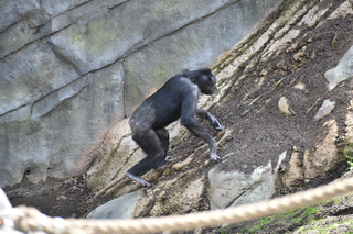 Filename=DSC_3789.JPG
Filesize=20647KiB
Dimensions=7360x4912
Date added=May 07, 2021 DSC_3789.JPG