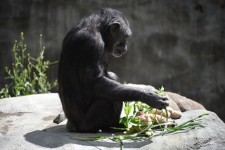 Filename=DSC_3792.JPG
Filesize=17076KiB
Dimensions=7360x4912
Date added=May 07, 2021 DSC_3792.JPG