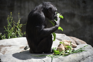 Filename=DSC_3793.JPG
Filesize=17269KiB
Dimensions=7360x4912
Date added=May 07, 2021 DSC_3793.JPG