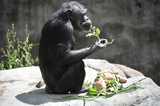 Filename=DSC_3794.JPG
Filesize=18018KiB
Dimensions=7360x4912
Date added=May 07, 2021 DSC_3794.JPG