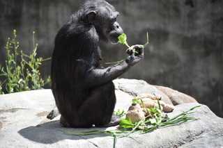 Filename=DSC_3795.JPG
Filesize=18315KiB
Dimensions=7360x4912
Date added=May 07, 2021 DSC_3795.JPG