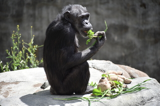 Filename=DSC_3797.JPG
Filesize=17817KiB
Dimensions=7360x4912
Date added=May 07, 2021 DSC_3797.JPG