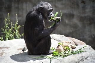 Filename=DSC_3799.JPG
Filesize=17954KiB
Dimensions=7360x4912
Date added=May 07, 2021 DSC_3799.JPG