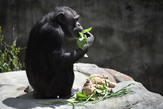 Filename=DSC_3804.JPG
Filesize=17055KiB
Dimensions=7360x4912
Date added=May 07, 2021 DSC_3804.JPG