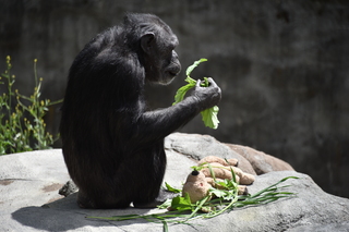 Filename=DSC_3805.JPG
Filesize=17428KiB
Dimensions=7360x4912
Date added=May 07, 2021 DSC_3805.JPG