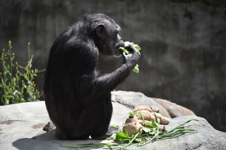 Filename=DSC_3806.JPG
Filesize=17285KiB
Dimensions=7360x4912
Date added=May 07, 2021 DSC_3806.JPG