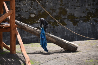 Filename=DSC_3808.JPG
Filesize=20421KiB
Dimensions=7360x4912
Date added=May 07, 2021 DSC_3808.JPG