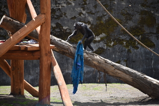 Filename=DSC_3810.JPG
Filesize=18574KiB
Dimensions=7360x4912
Date added=May 07, 2021 DSC_3810.JPG