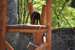 Filename=DSC_3811.JPG
Filesize=17020KiB
Dimensions=7360x4912
Date added=May 07, 2021 DSC_3811.JPG