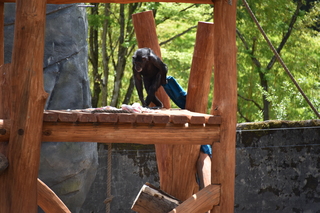 Filename=DSC_3812.JPG
Filesize=17432KiB
Dimensions=7360x4912
Date added=May 07, 2021 DSC_3812.JPG