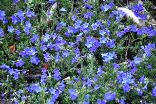 Filename=DSC_3816.JPG
Filesize=20031KiB
Dimensions=7360x4912
Date added=May 07, 2021 DSC_3816.JPG