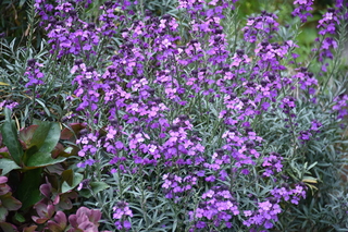 Filename=DSC_3817.JPG
Filesize=20481KiB
Dimensions=7360x4912
Date added=May 07, 2021 DSC_3817.JPG