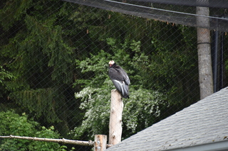 Filename=DSC_3820.JPG
Filesize=17789KiB
Dimensions=7360x4912
Date added=May 07, 2021 DSC_3820.JPG