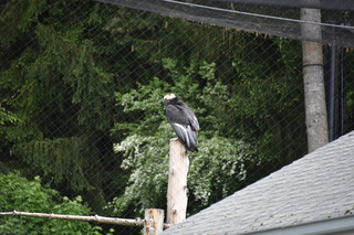 Filename=DSC_3821.JPG
Filesize=18137KiB
Dimensions=7360x4912
Date added=May 07, 2021 DSC_3821.JPG