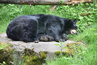 Filename=DSC_3826.JPG
Filesize=20530KiB
Dimensions=7360x4912
Date added=May 07, 2021 DSC_3826.JPG