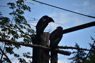 Filename=DSC_3832.JPG
Filesize=17206KiB
Dimensions=7360x4912
Date added=May 07, 2021 DSC_3832.JPG