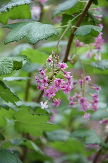 Filename=DSC_3837.JPG
Filesize=14783KiB
Dimensions=4912x7360
Date added=May 07, 2021 DSC_3837.JPG