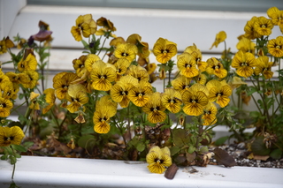 Filename=DSC_3844.JPG
Filesize=16992KiB
Dimensions=7360x4912
Date added=May 07, 2021 DSC_3844.JPG