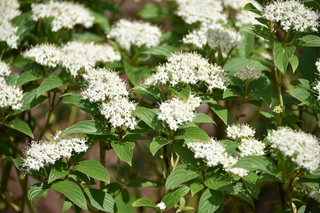 Filename=DSC_3854.JPG
Filesize=17448KiB
Dimensions=7360x4912
Date added=May 07, 2021 DSC_3854.JPG