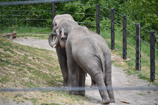 Filename=DSC_3859.JPG
Filesize=20270KiB
Dimensions=7360x4912
Date added=May 07, 2021 DSC_3859.JPG