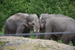 Filename=DSC_3861.JPG
Filesize=19066KiB
Dimensions=7360x4912
Date added=May 07, 2021 DSC_3861.JPG