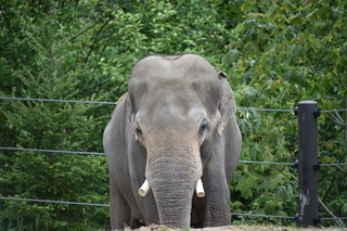 Filename=DSC_3866.JPG
Filesize=18497KiB
Dimensions=7360x4912
Date added=May 07, 2021 DSC_3866.JPG