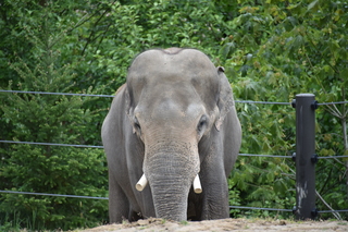 Filename=DSC_3868.JPG
Filesize=18956KiB
Dimensions=7360x4912
Date added=May 07, 2021 DSC_3868.JPG