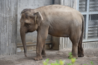 Filename=DSC_3872.JPG
Filesize=19381KiB
Dimensions=7360x4912
Date added=May 07, 2021 DSC_3872.JPG