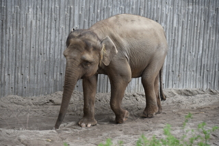 Filename=DSC_3874.JPG
Filesize=19929KiB
Dimensions=7360x4912
Date added=May 07, 2021 DSC_3874.JPG