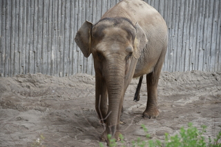 Filename=DSC_3875.JPG
Filesize=18321KiB
Dimensions=7360x4912
Date added=May 07, 2021 DSC_3875.JPG