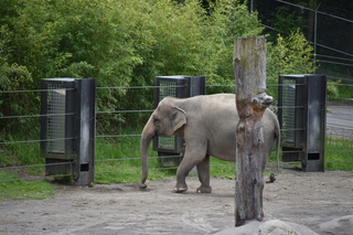 Filename=DSC_3877.JPG
Filesize=20104KiB
Dimensions=7360x4912
Date added=May 07, 2021 DSC_3877.JPG