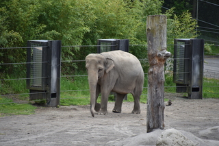 Filename=DSC_3878.JPG
Filesize=20198KiB
Dimensions=7360x4912
Date added=May 07, 2021 DSC_3878.JPG