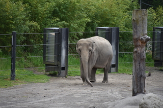 Filename=DSC_3879.JPG
Filesize=20400KiB
Dimensions=7360x4912
Date added=May 07, 2021 DSC_3879.JPG