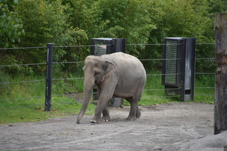 Filename=DSC_3880.JPG
Filesize=20651KiB
Dimensions=7360x4912
Date added=May 07, 2021 DSC_3880.JPG