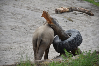 Filename=DSC_3885.JPG
Filesize=17007KiB
Dimensions=7360x4912
Date added=May 07, 2021 DSC_3885.JPG