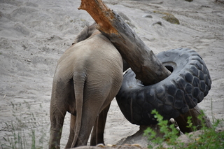 Filename=DSC_3889.JPG
Filesize=17008KiB
Dimensions=7360x4912
Date added=May 07, 2021 DSC_3889.JPG