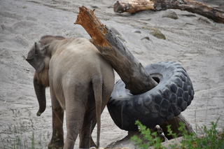 Filename=DSC_3890.JPG
Filesize=16932KiB
Dimensions=7360x4912
Date added=May 07, 2021 DSC_3890.JPG