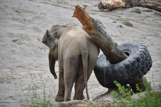 Filename=DSC_3891.JPG
Filesize=17309KiB
Dimensions=7360x4912
Date added=May 07, 2021 DSC_3891.JPG