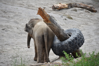 Filename=DSC_3893.JPG
Filesize=17656KiB
Dimensions=7360x4912
Date added=May 07, 2021 DSC_3893.JPG