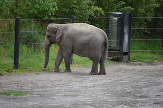 Filename=DSC_3894.JPG
Filesize=20017KiB
Dimensions=7360x4912
Date added=May 07, 2021 DSC_3894.JPG